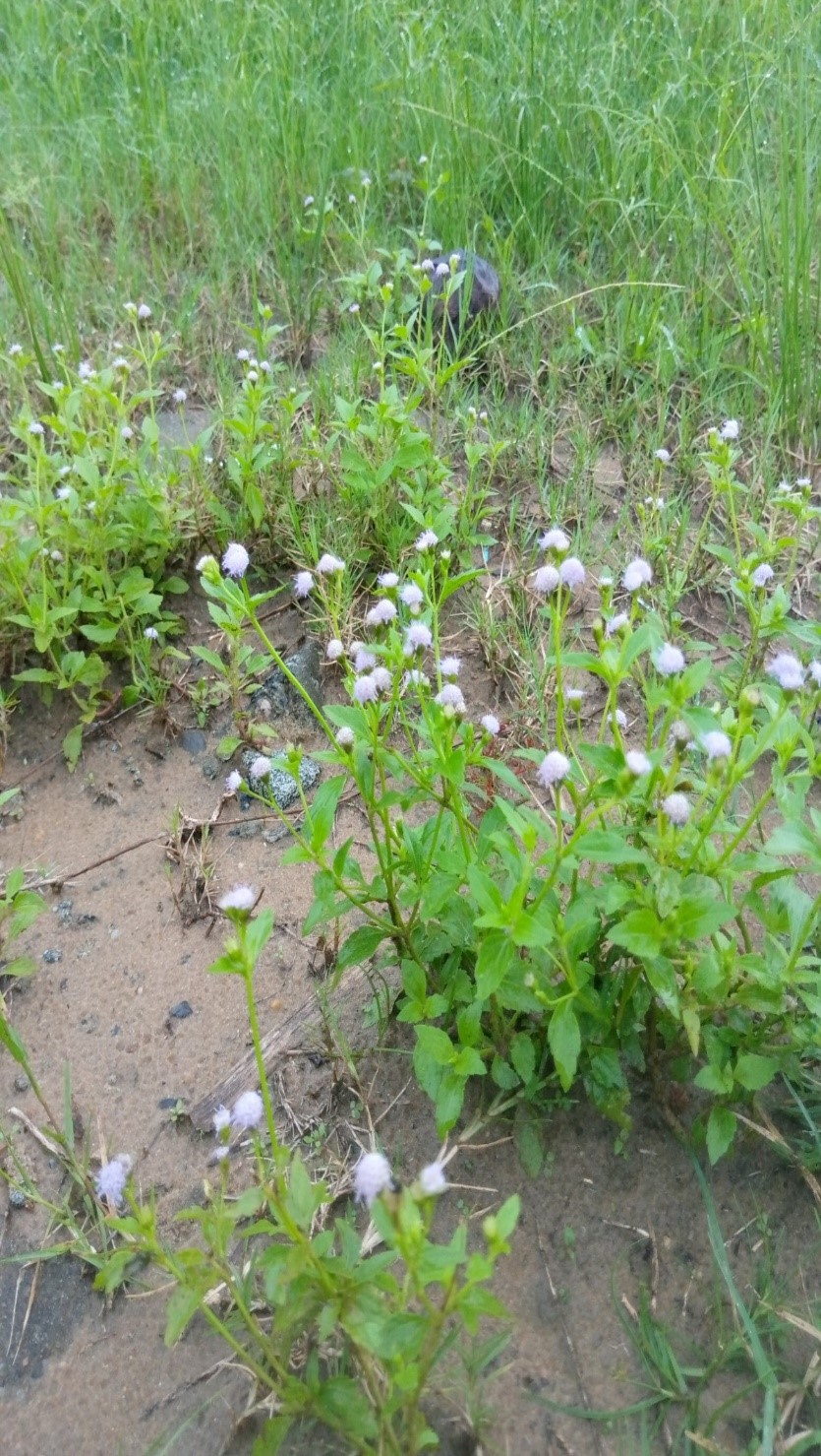 Ageratum houstonianum