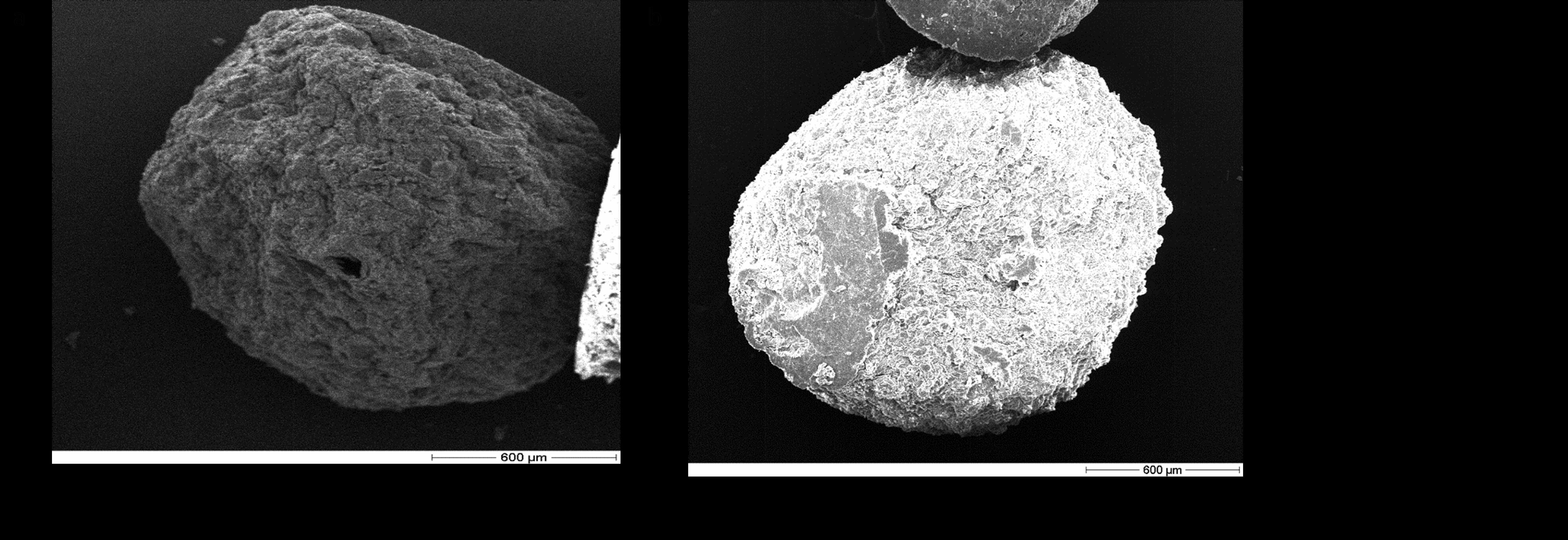 Theophyline microbeads