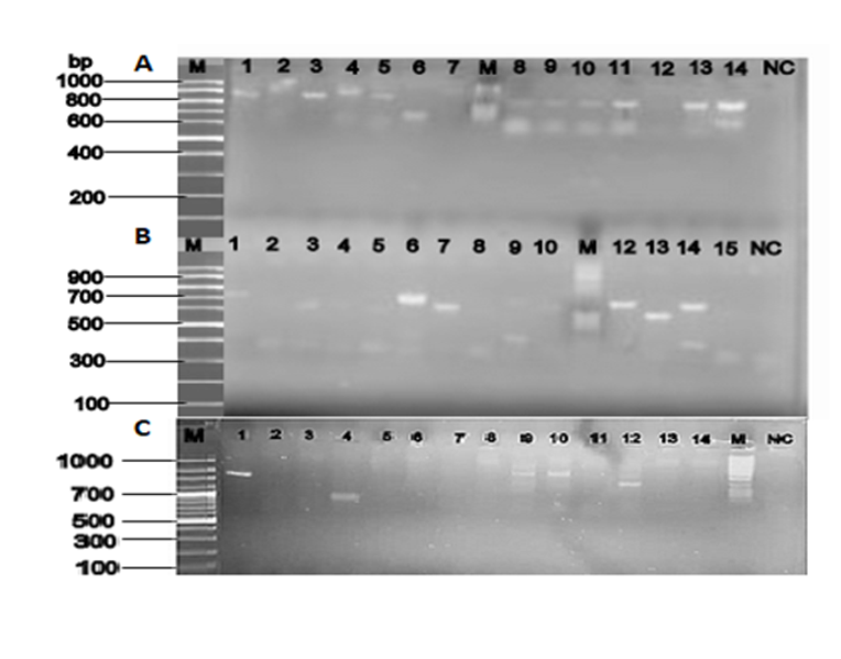 Image of agarose gel amplification of PCR products for selected ESBL 