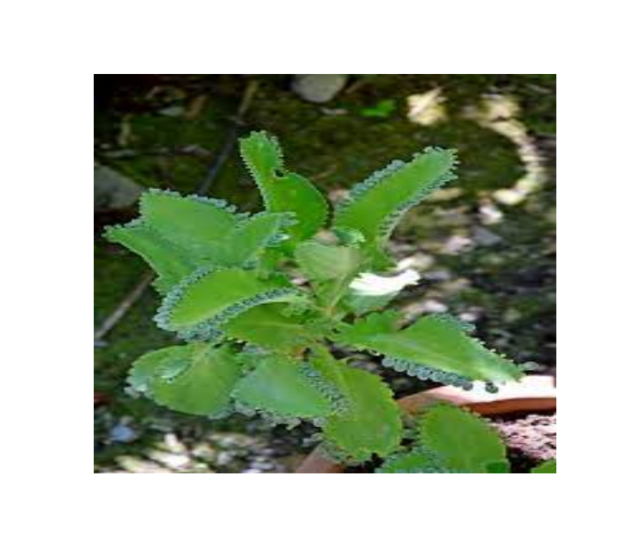 Bryophyllum pinnatum