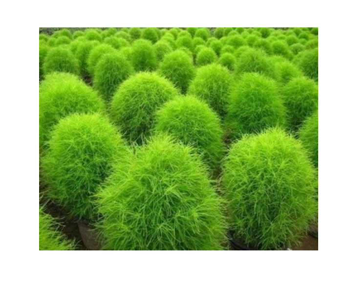 Kochia Scoparia 