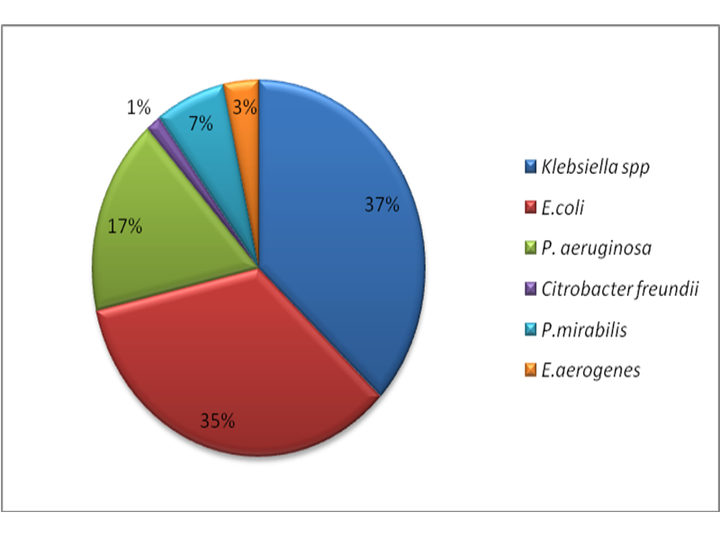 Proportion of species involved in ESBL production in the study (n = 206)
