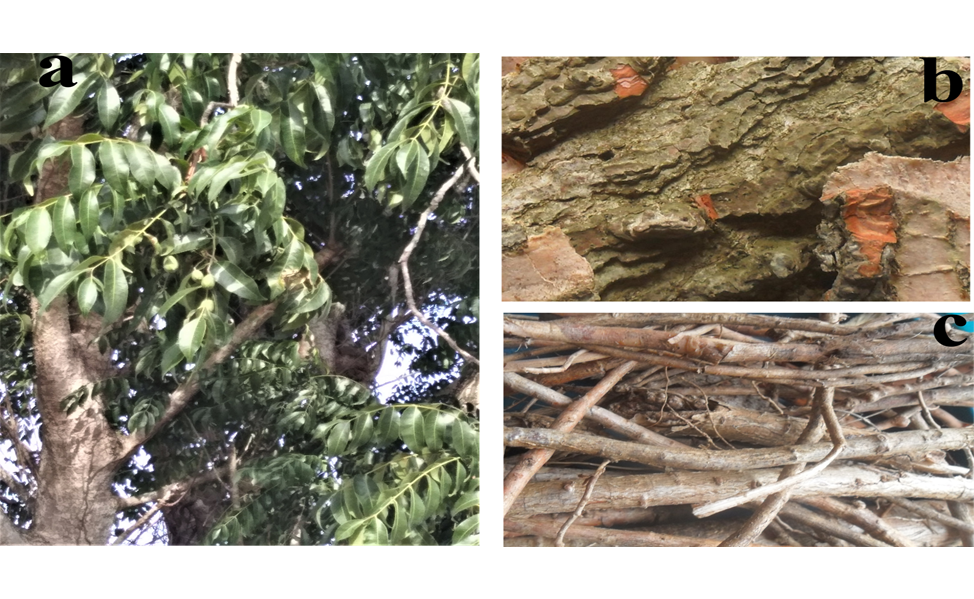 Morphological parts of Spondias mombin (b) stem bark (c) root