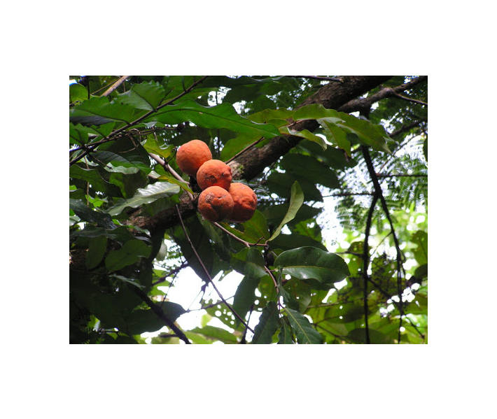 Landolphia owarensis