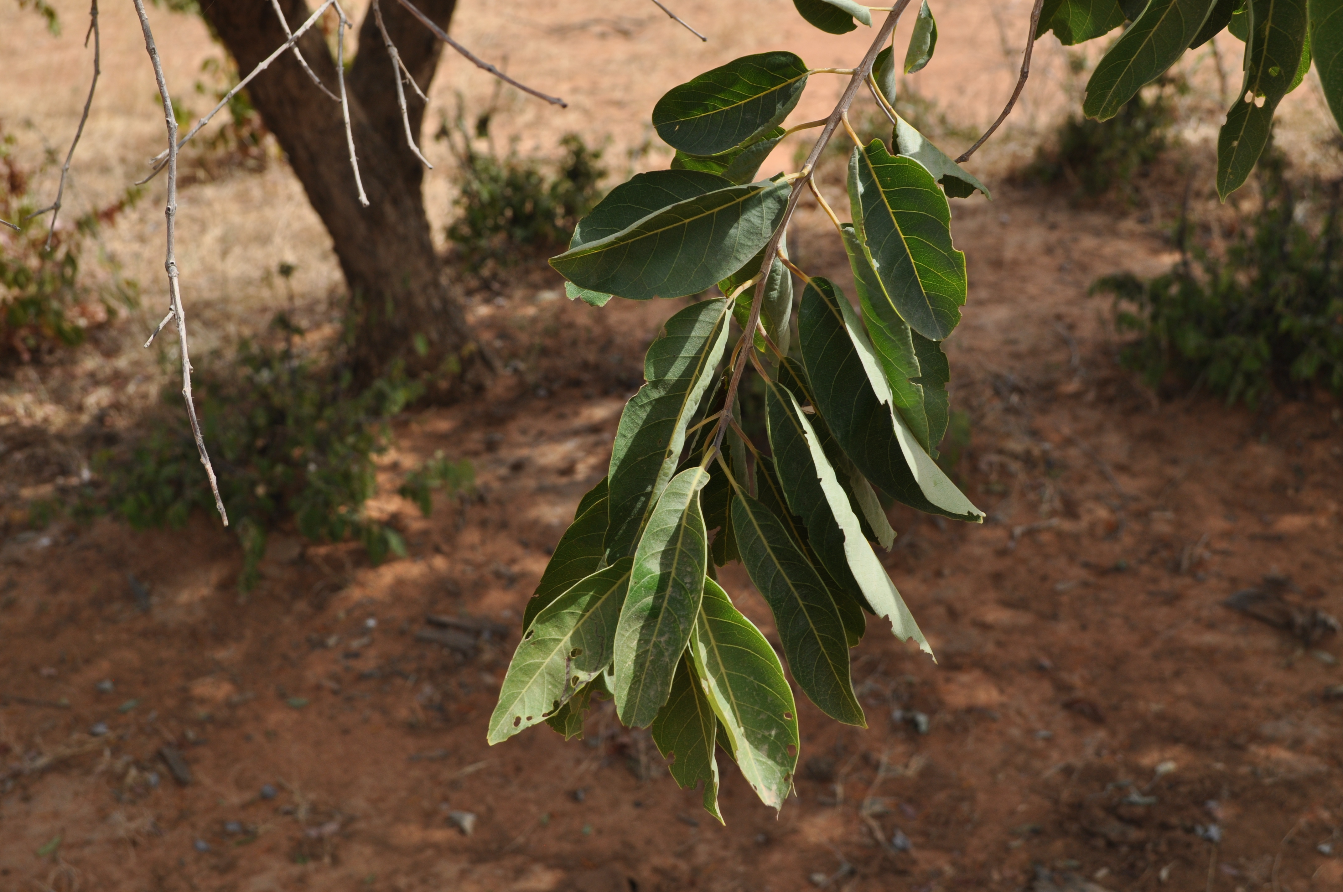 Combretum hypopilinum 