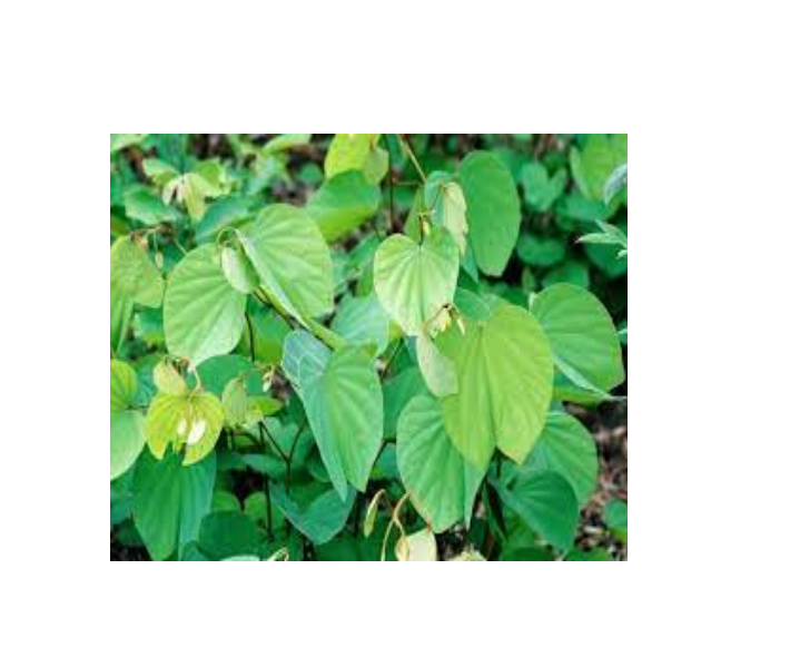 Piliostigma thonningii