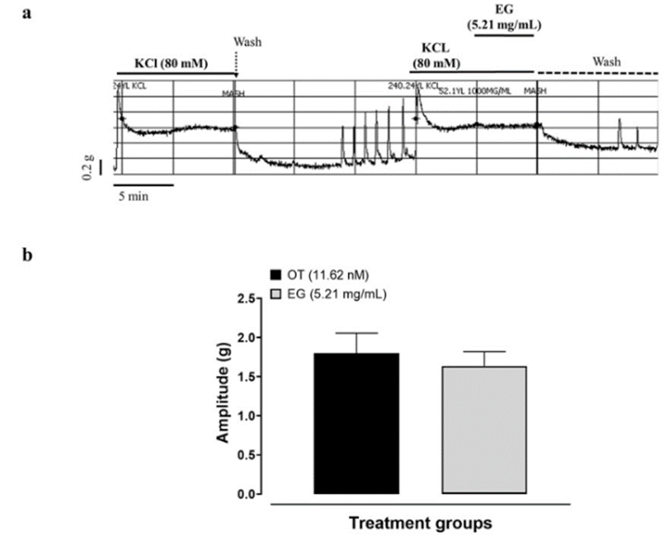 Effect of EG (5.21 mg/mL) on high KCl-induced (80 mM) uterine contraction. (a) Original recording showing the effect of EG on KCl-induced tonic contractions in the isolated mouse uterus; (b) EG did not alter the amplitude of KCl-induced contraction. n = 5 animals.