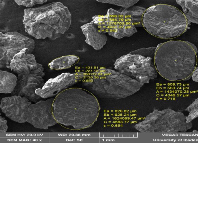 Scanning electron micrograph of A1 microspheres