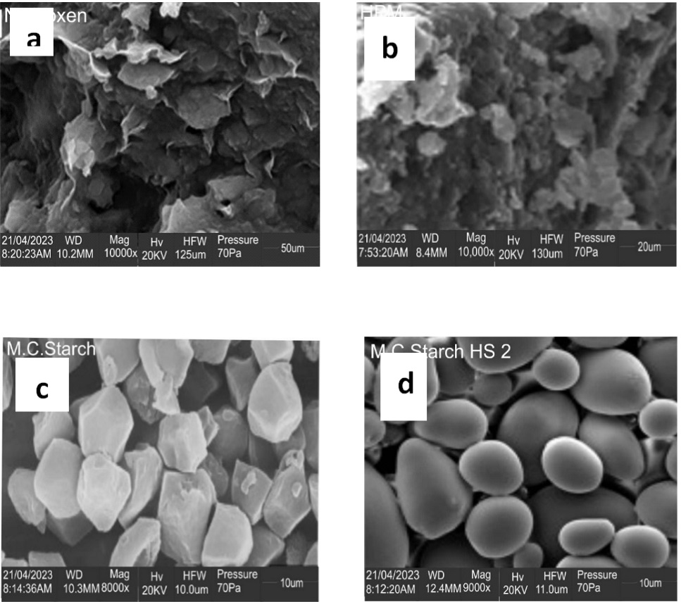 SEM micrograph of (a) naproxen, (b) HPMC, (c) genetically modified cassava starch (d), solid dispersion, S2