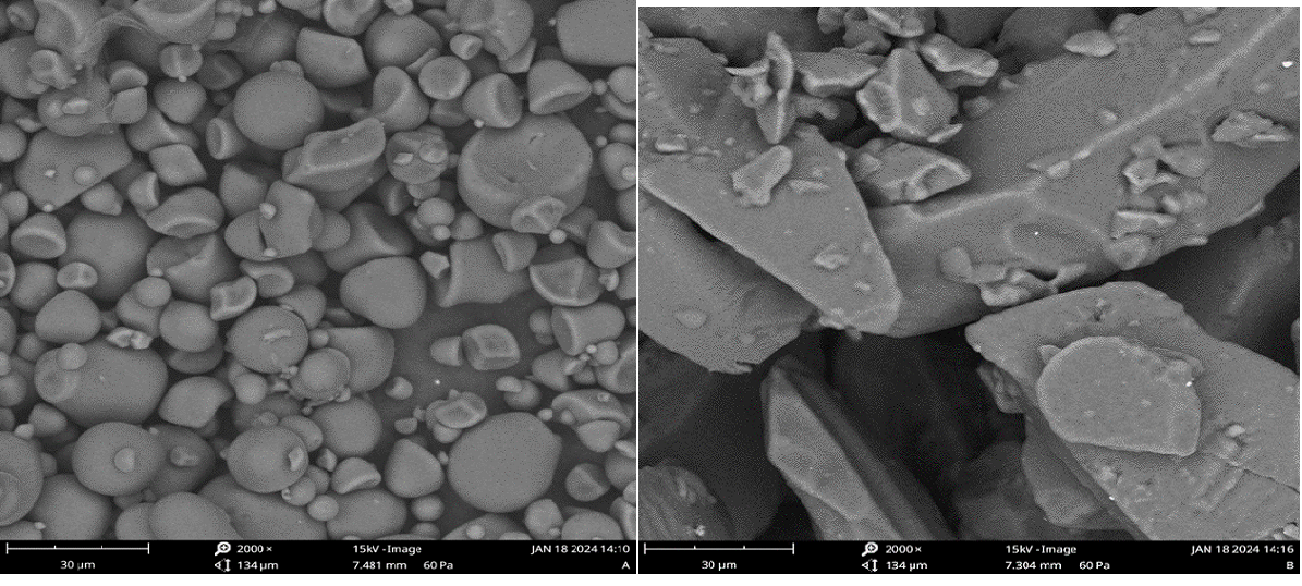 Scanning electron micrographs (SEM) of (a) native sweet potato starch and (b) SUB (mg x 2000)