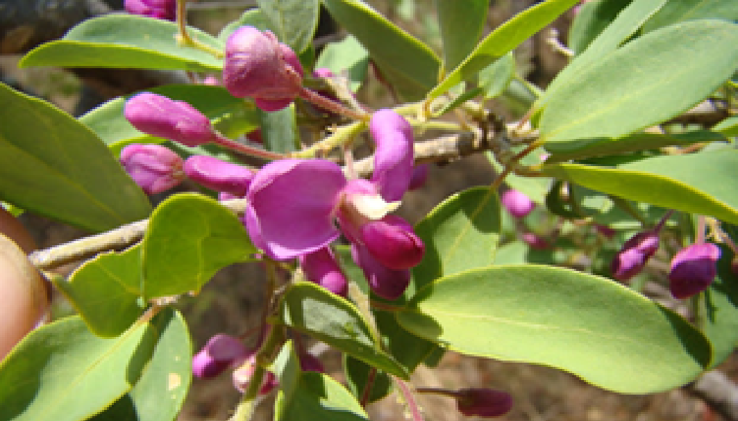 Securidaca longipedunculata plant
