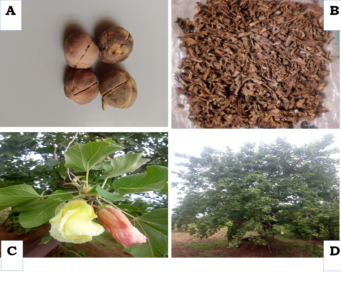 Different parts of A. garckeana A. Mature fruits;     B. Roots bark; C. Leaves and flowers; D. Whole tree (Pictures taken from its natural habitat at Tula, Kaltungo Local Government, Gombe State)