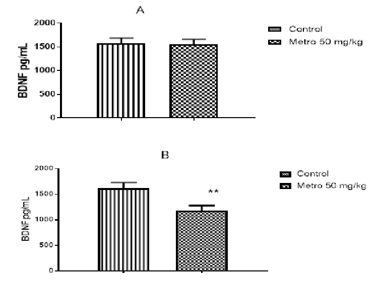 Plasma brain derived neurotrophic factor (BDNF) concentration of rats. Effects on rats that received   50 mg/kg of metronidazole (Metro) for 14 days (A) or 28 days (B). **P<0.01 compared to control, n=5. 