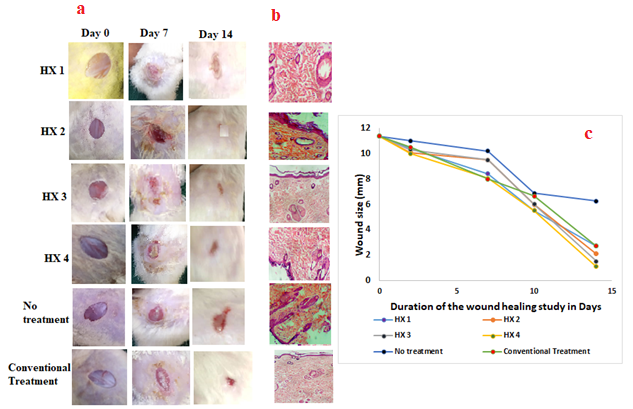 Representative images of  wounds as days elapsed showing marked difference between varying hydrogels